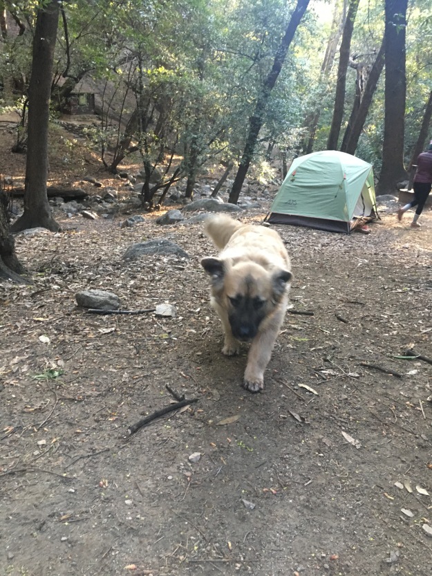 dog at spruce grove campground mt wilson california